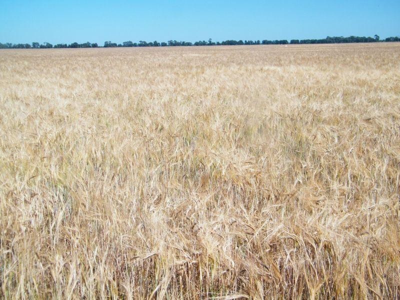 Brigalow Canaga Creek Road, Brigalow QLD 4412