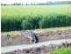 Condamine-Meandarra Road, Condamine QLD 4416