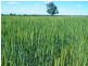 Condamine-Meandarra Road, Condamine QLD 4416