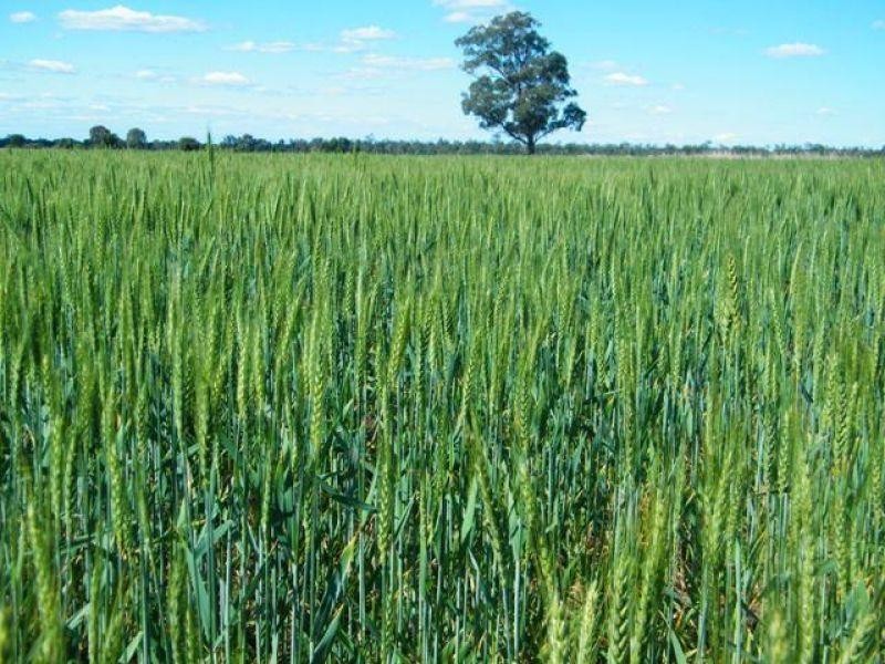 Condamine-Meandarra Road, Condamine QLD 4416