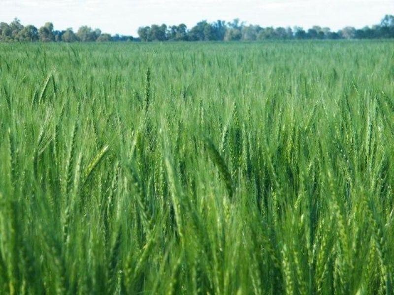 Condamine-Meandarra Road, Condamine QLD 4416