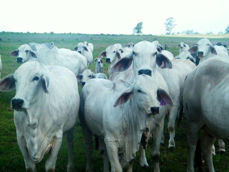 706 Healys Crossing Road, Brigalow QLD 4412