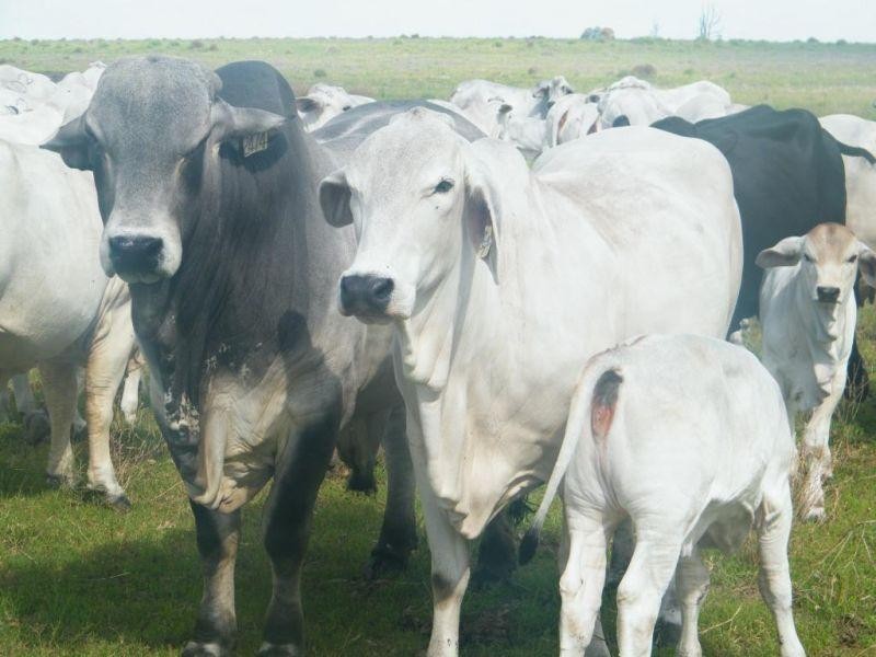 706 Healys Crossing Road, Brigalow QLD 4412