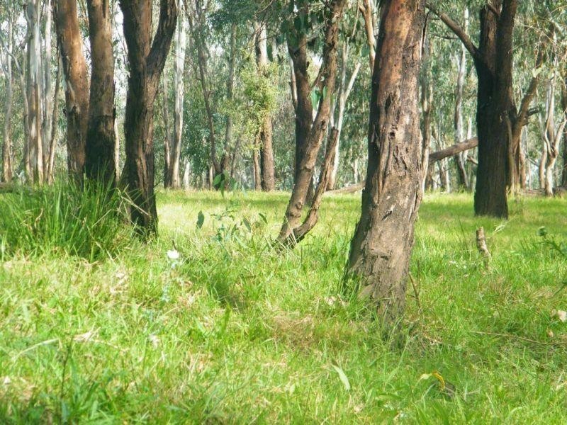 706 Healys Crossing Road, Brigalow QLD 4412