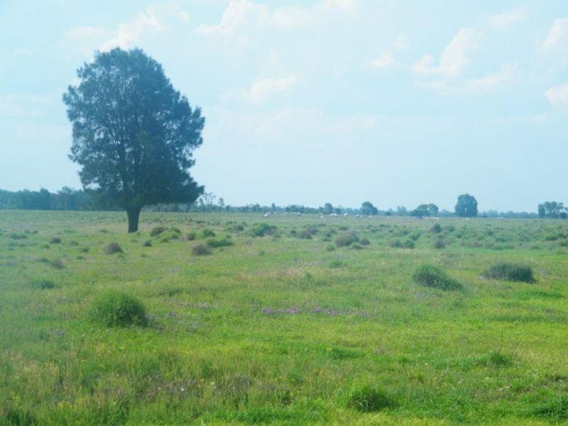 706 Healys Crossing Road, Brigalow QLD 4412