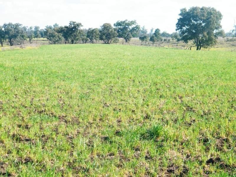 Lot 100 Chinchilla – Tara Road, Chinchilla QLD 4413