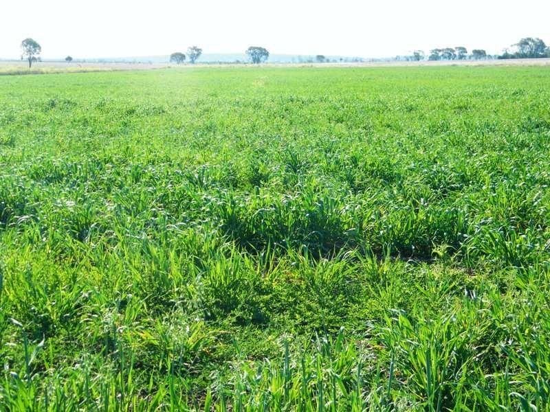 Lot 100 Chinchilla – Tara Road, Chinchilla QLD 4413