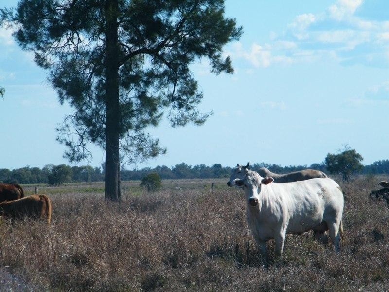 Lot 100 Chinchilla – Tara Road, Chinchilla QLD 4413