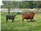 Lot 141 Riders Road, Brigalow QLD 4412