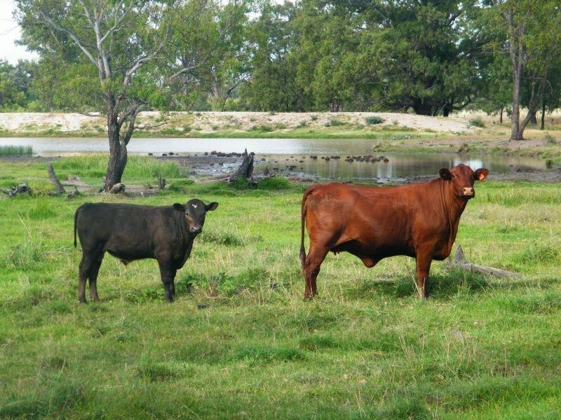 Lot 141 Riders Road, Brigalow QLD 4412
