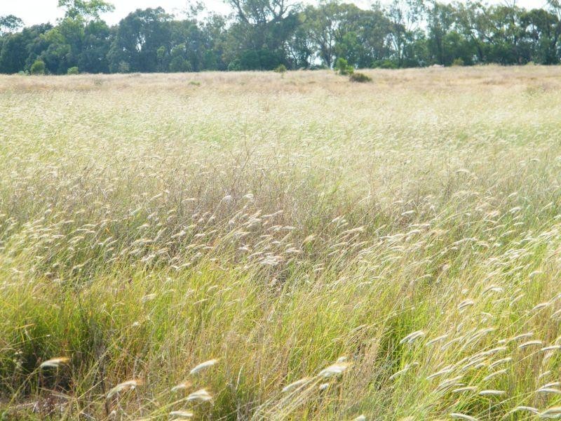 Lot 141 Riders Road, Brigalow QLD 4412