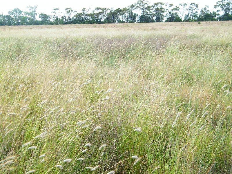 Lot 141 Riders Road, Brigalow QLD 4412