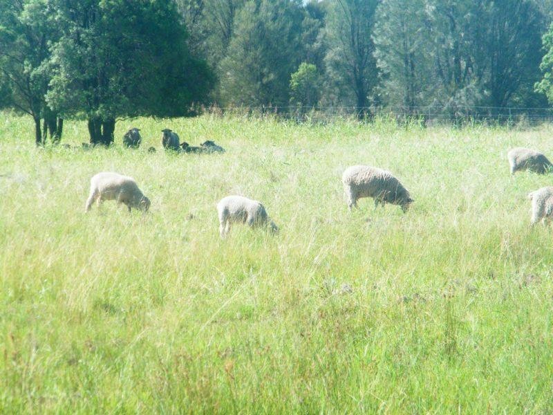 191 Kofoeds Road, Tara QLD 4421