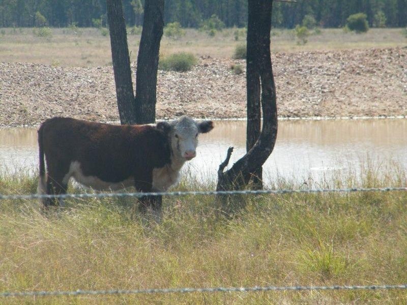 270 Surcingle Road, Burncluith QLD 4413