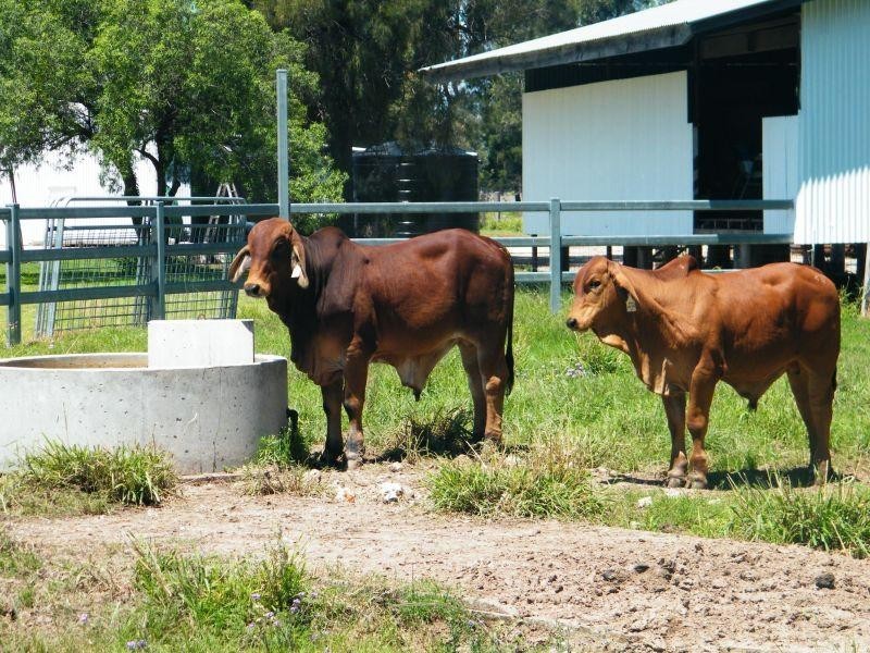 765 Braithwaites Road, Chinchilla QLD 4413