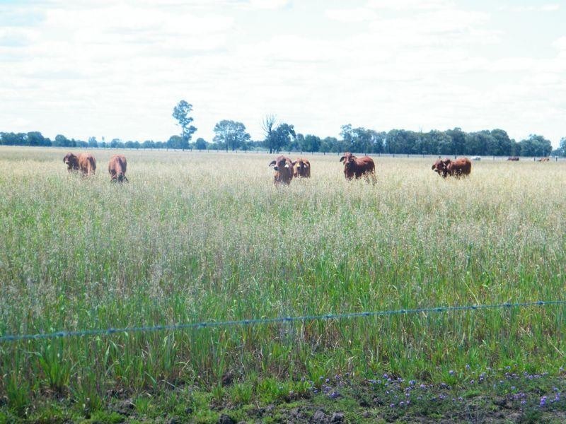 765 Braithwaites Road, Chinchilla QLD 4413