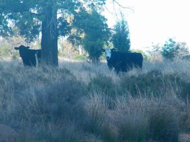 155 Rifle Range Road, Jandowae QLD 4410