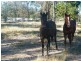 155 Rifle Range Road, Jandowae QLD 4410