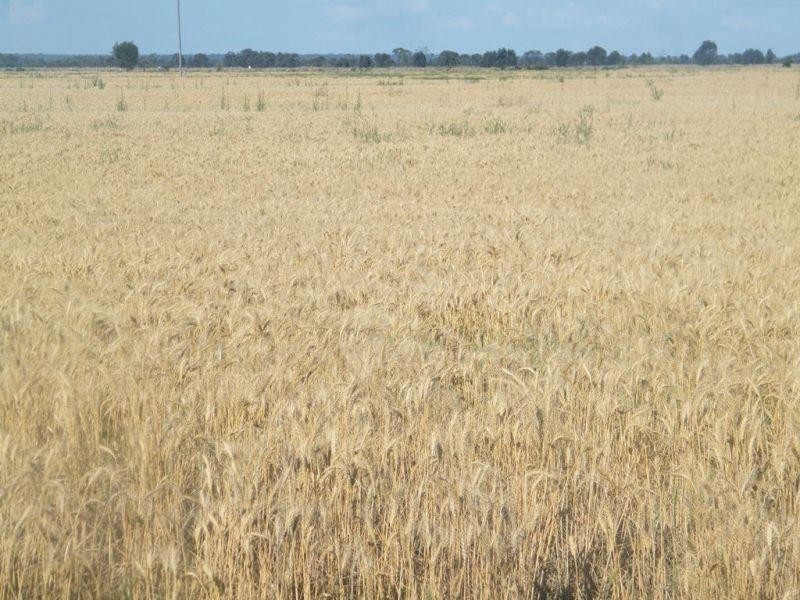 175  Len Middleton Road, Canaga QLD 4413