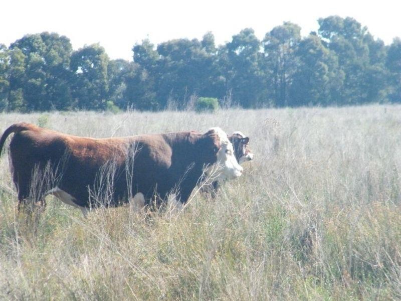 175  Len Middleton Road, Canaga QLD 4413