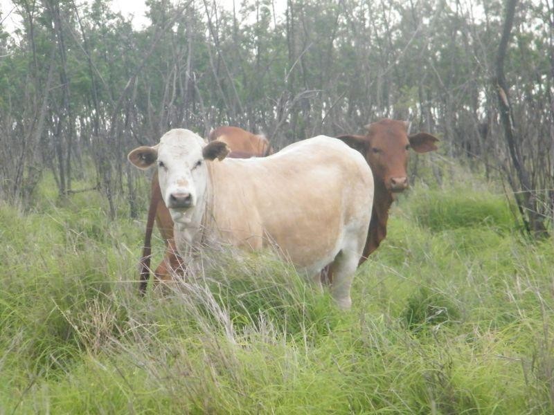 421 Chances Plains Road, Chinchilla QLD 4413