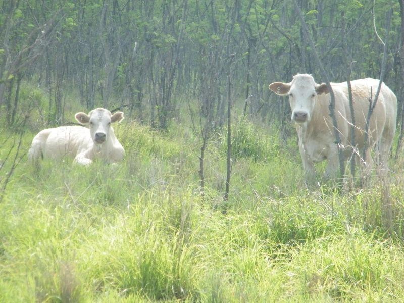 421 Chances Plains Road, Chinchilla QLD 4413