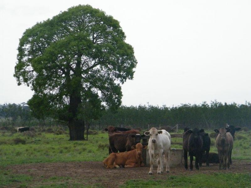 421 Chances Plains Road, Chinchilla QLD 4413