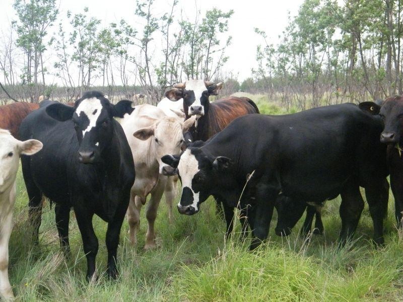 421 Chances Plains Road, Chinchilla QLD 4413