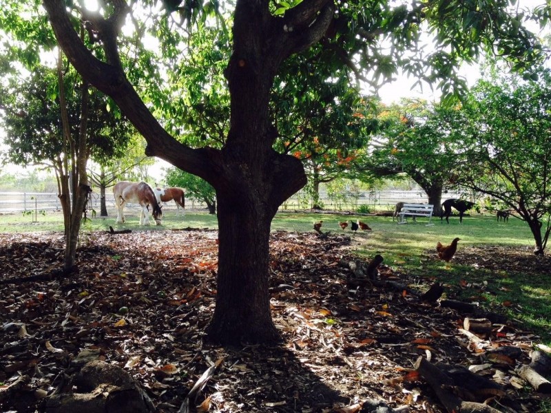 177 Texas Road, Jensen QLD 4818