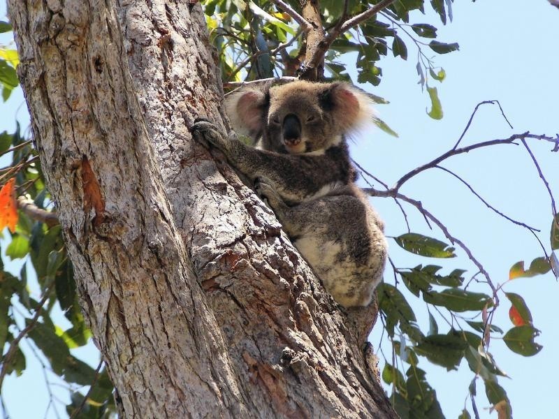 1/23 Bowral Street, Hawks Nest NSW 2324