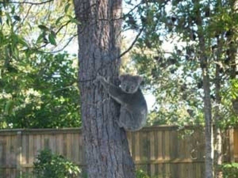 16 Yalinbah Street, Tea Gardens NSW 2324