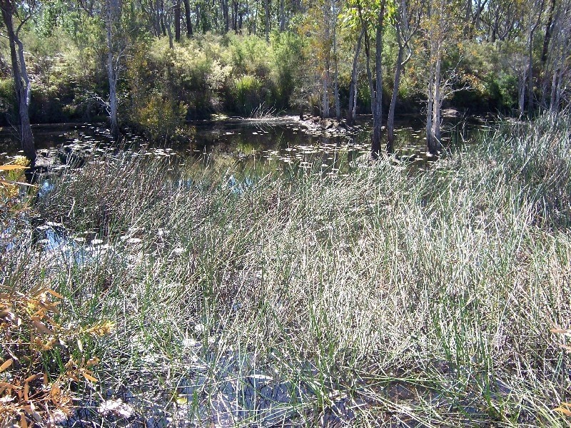 Darawank NSW 2428