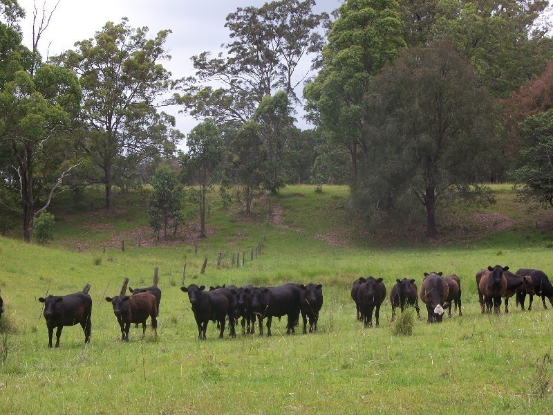 Lot 8 Pitt Wharf Road, Wang Wauk NSW 2423