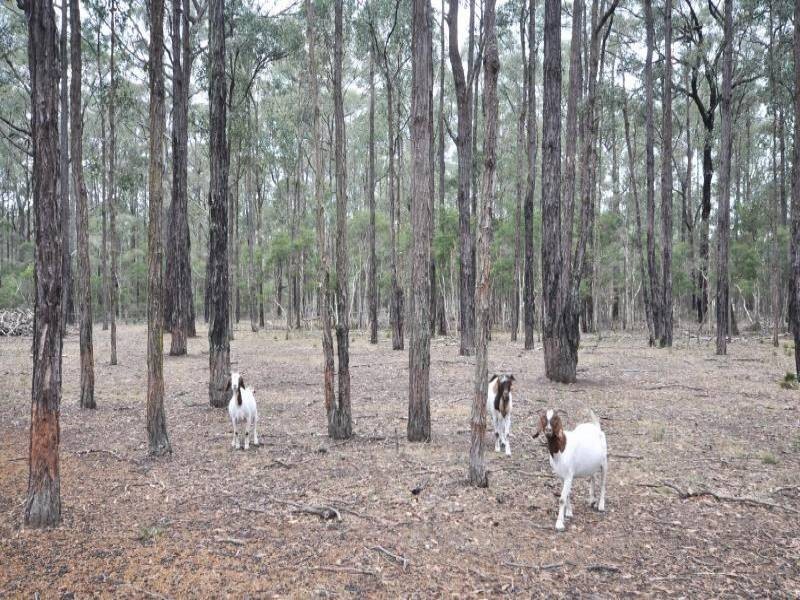 320 Lovedale Road, Lovedale NSW 2325