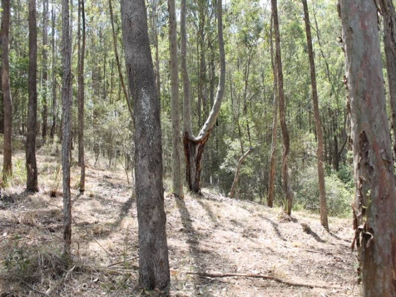 Lot 2422, 574 Sandy Creek Road, Quorrobolong NSW 2325