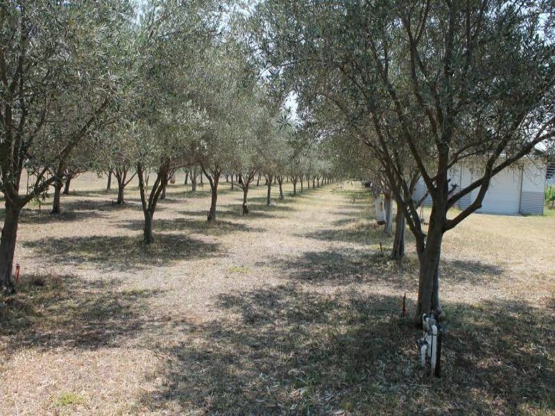 123 Milbrodale Road, Milbrodale NSW 2330