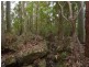 Congewai NSW 2325