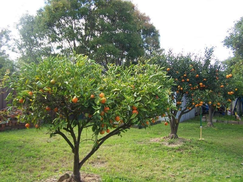 115 Wine Country Drive, Nulkaba NSW 2325