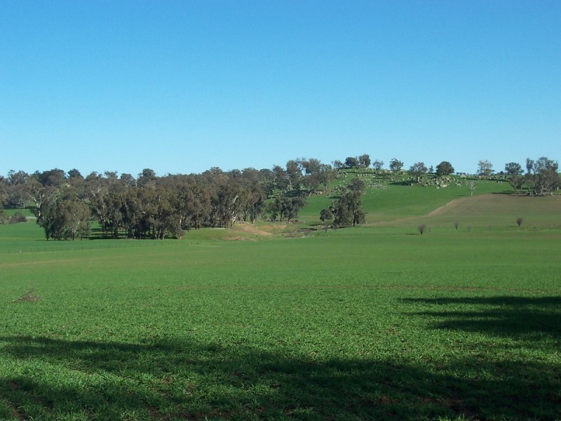 217 Maimuru SS Lane, Young NSW 2594