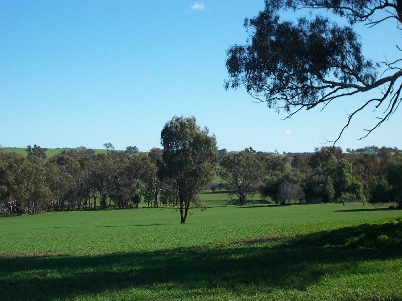 217 Maimuru SS Lane, Young NSW 2594