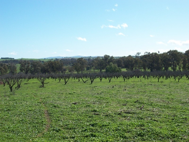 791 Maimuru SS Lane, Young NSW 2594