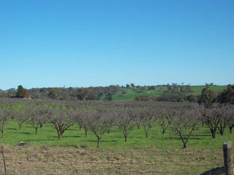 791 Maimuru SS Lane, Young NSW 2594