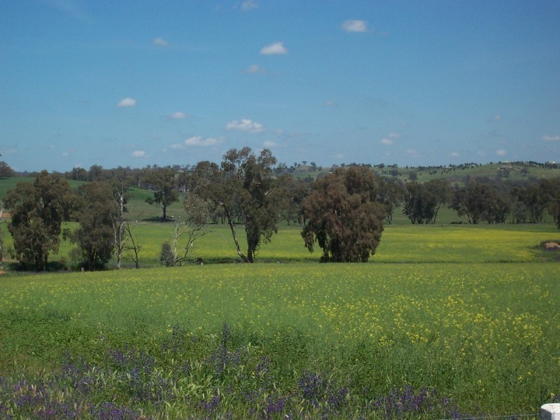 130 Forbes Lane, Young NSW 2594