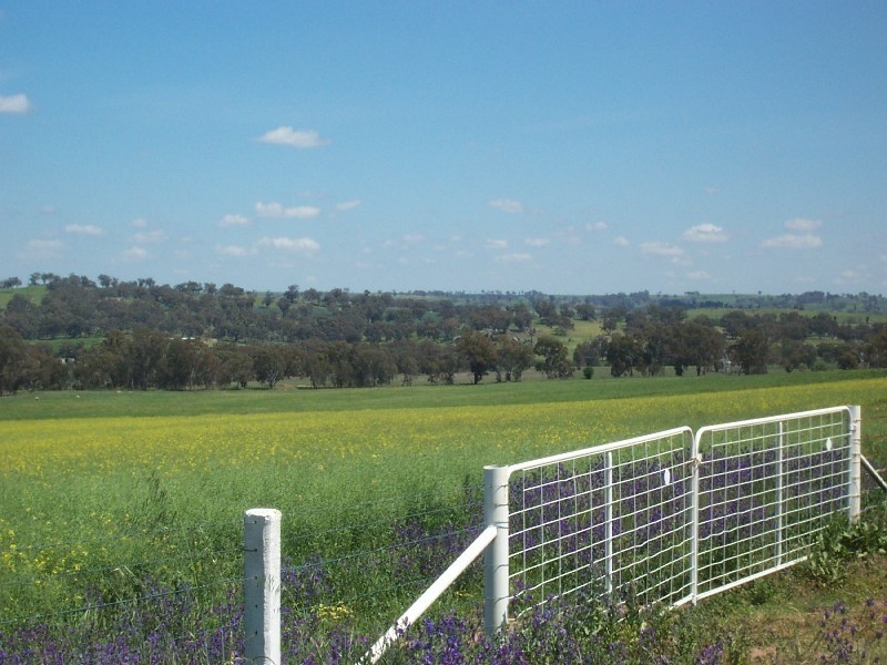 130 Forbes Lane, Young NSW 2594