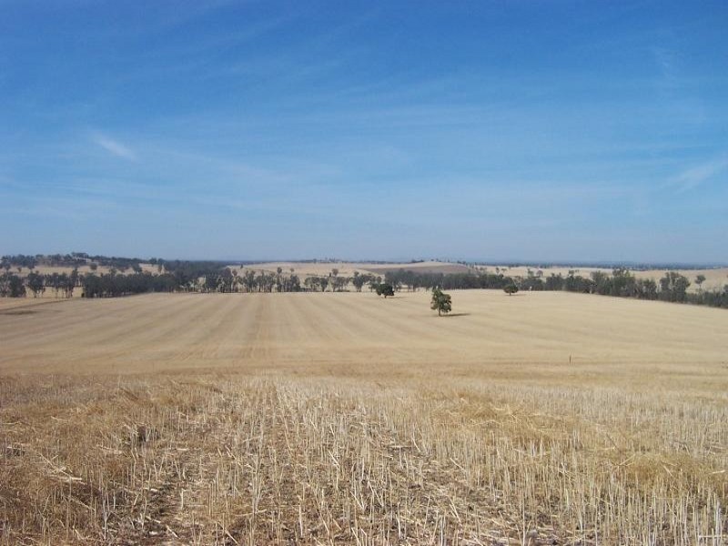 495 Weedallion Road, Tubbul NSW 2594