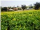 Burnie Road, Young NSW 2594