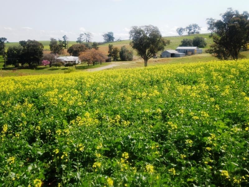 Burnie Road, Young NSW 2594