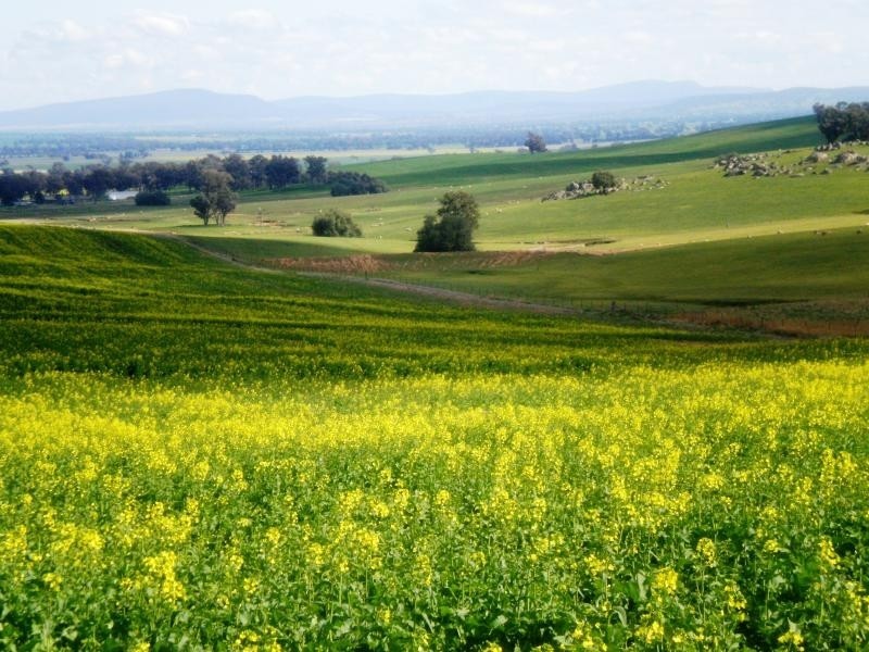Burnie Road, Young NSW 2594
