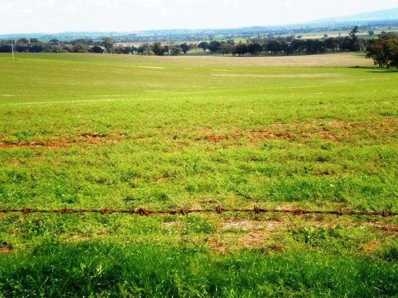 Burnie Road, Young NSW 2594