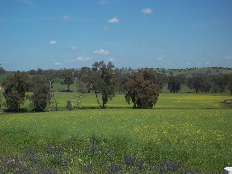 Young NSW 2594